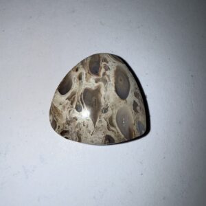 Fossilized Palm (1060)