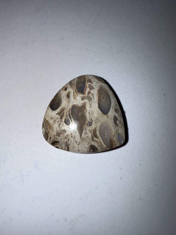 Fossilized Palm (1060)