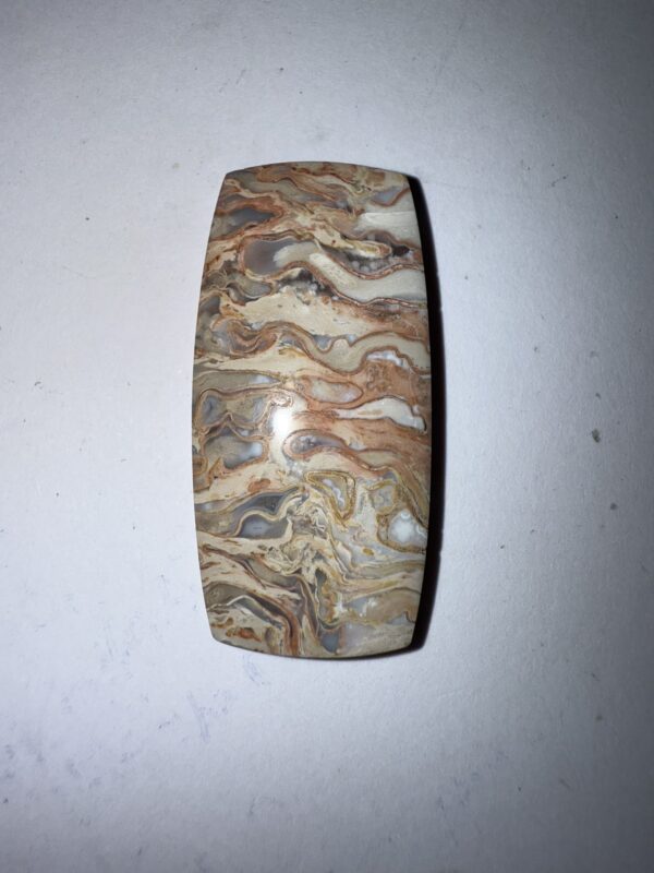Fossilized Palm (1061)