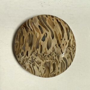 Fossil Palm Root (1097)