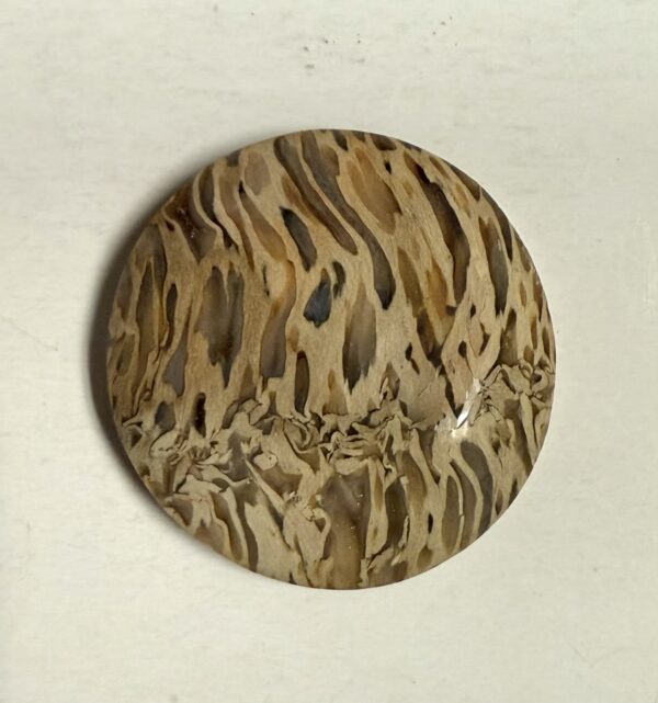 Fossil Palm Root (1097)
