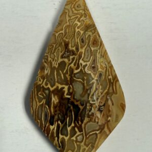 Fossil Palm Root (1098)
