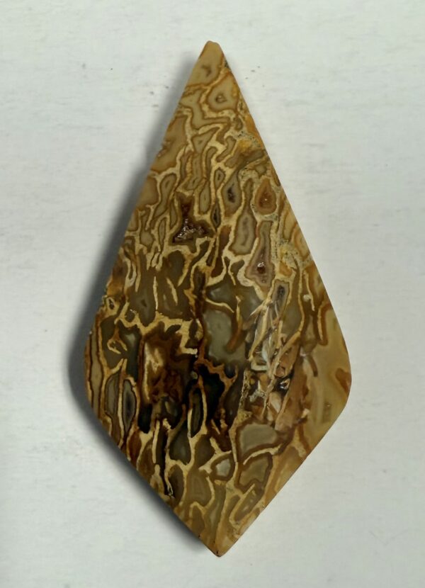 Fossil Palm Root (1098)