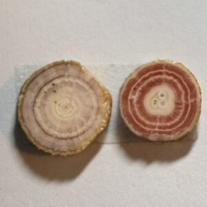 Rhodochrosite Stem slices (319)