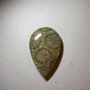 Fossil Coral (343)