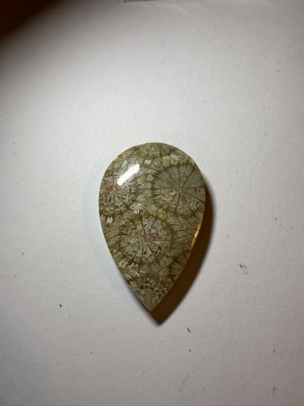 Fossil Coral (343)