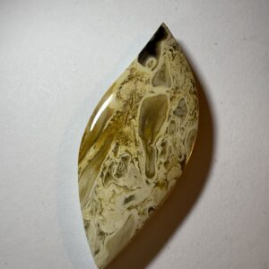 Fossil Palm Root (927)