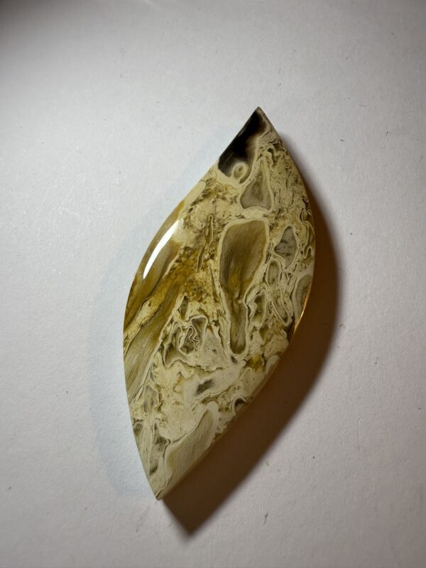 Fossil Palm Root (927)