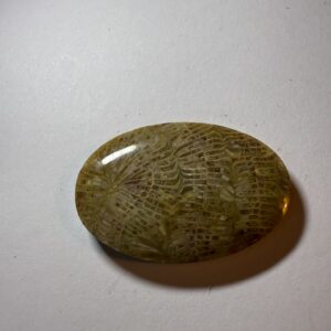 Fossil Coral (929)