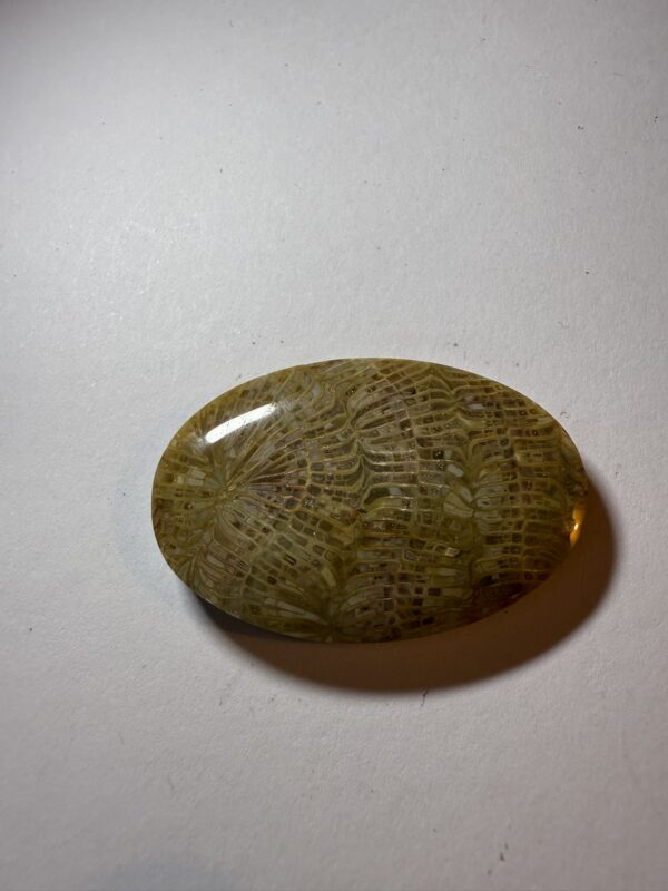 Fossil Coral (929)