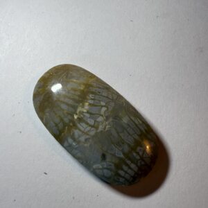 Fossil Coral (931)