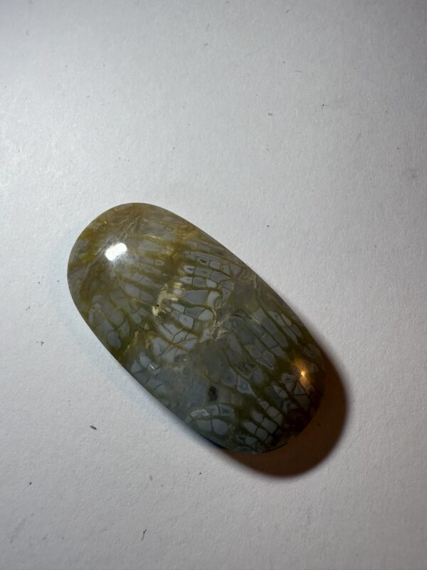 Fossil Coral (931)