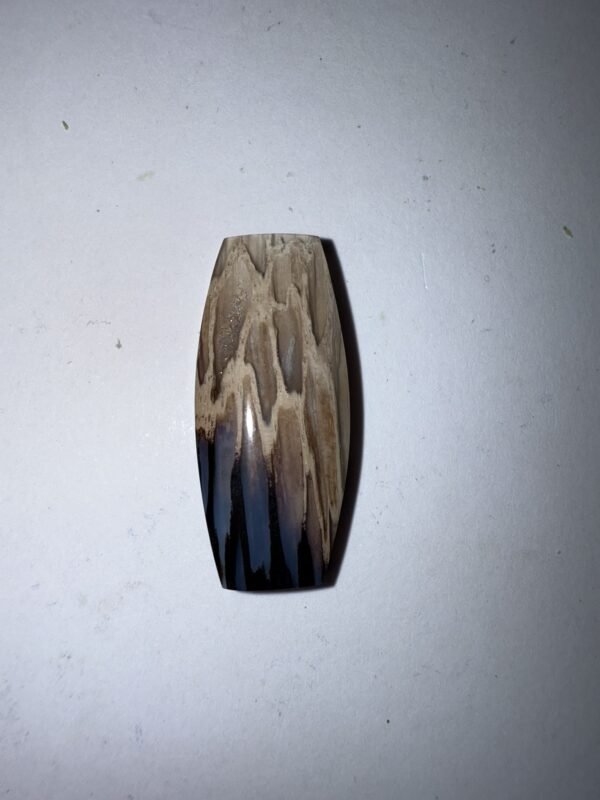 Fossil Palm w agate eyes (972)