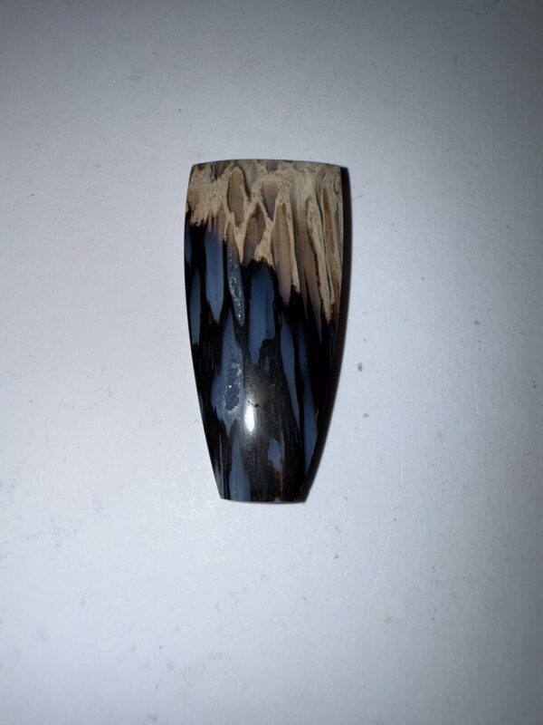 Fossil Palm w agate eyes (974)