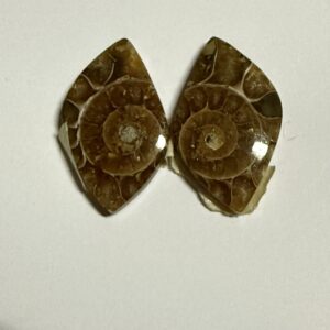 Ammonite pair (285)