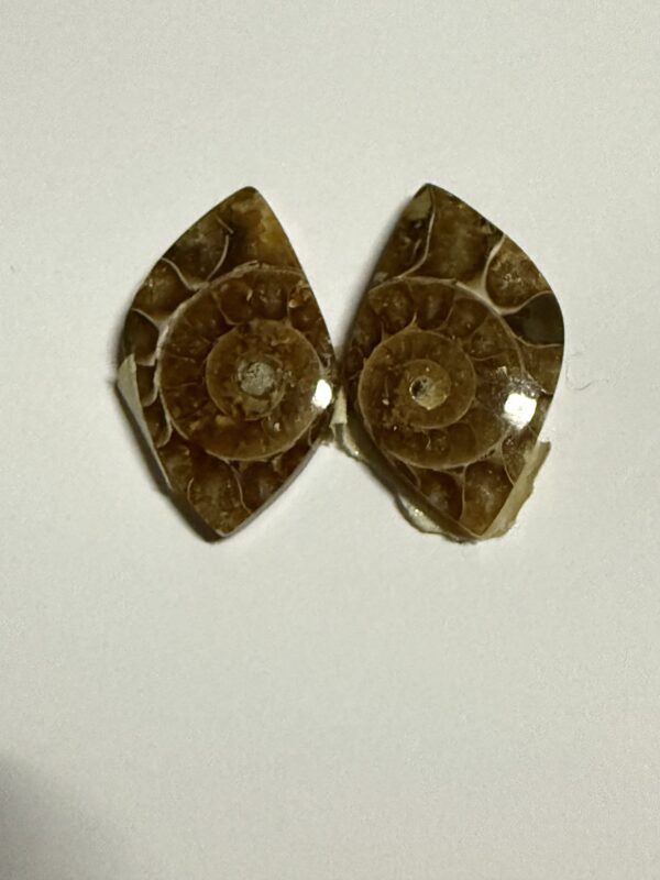 Ammonite pair (285)