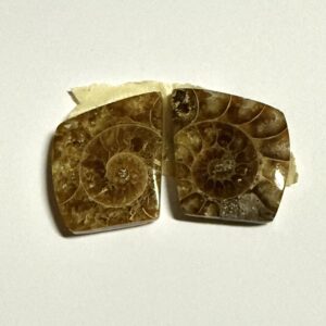 Ammonite pair (905)
