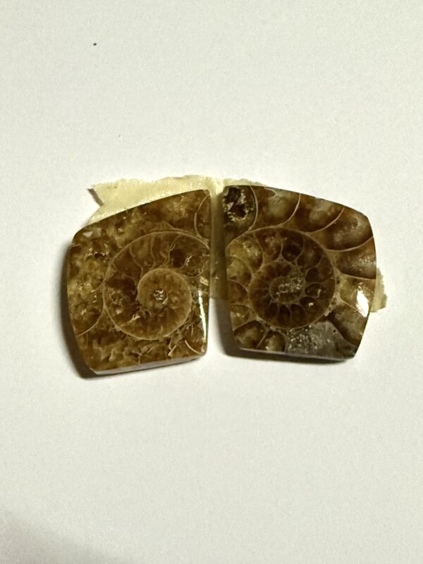 Ammonite pair (905)