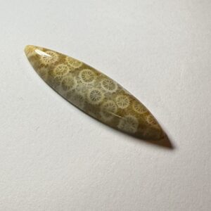 Fossil Coral (027)