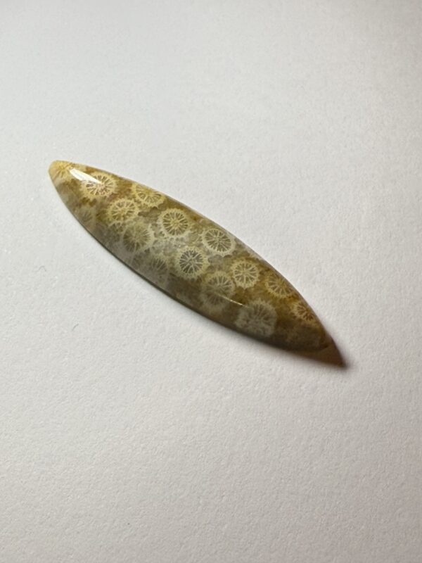 Fossil Coral (027)