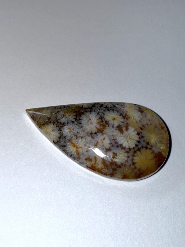 Fossil Coral (337)