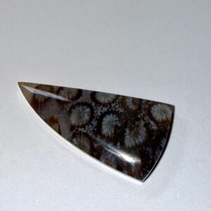 Fossil Coral (365)