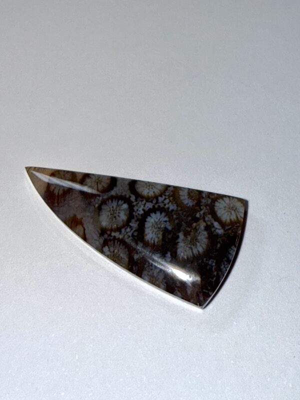 Fossil Coral (365)