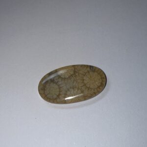 Fossil Coral (367)