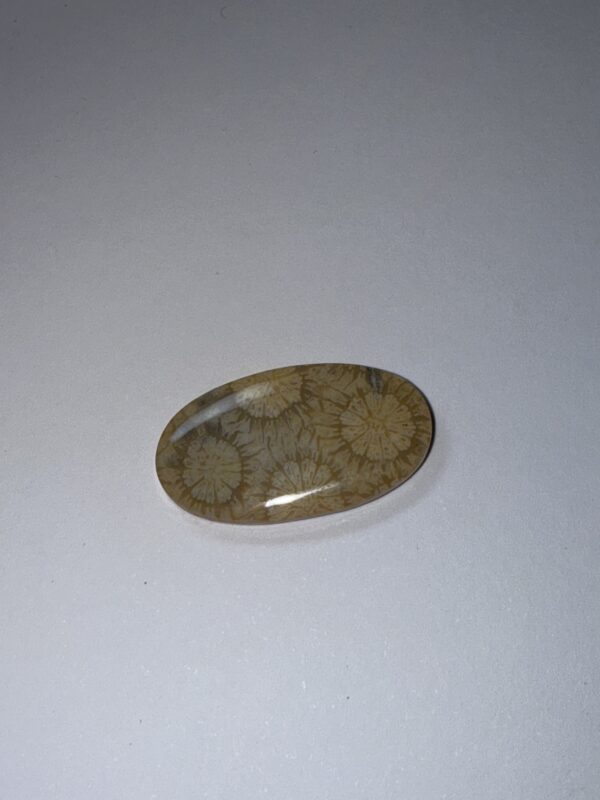 Fossil Coral (367)