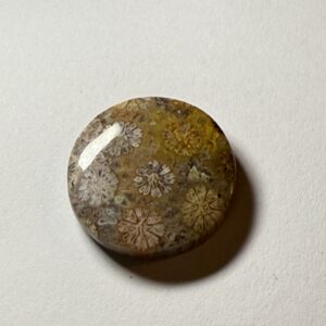 Fossil Coral (368)