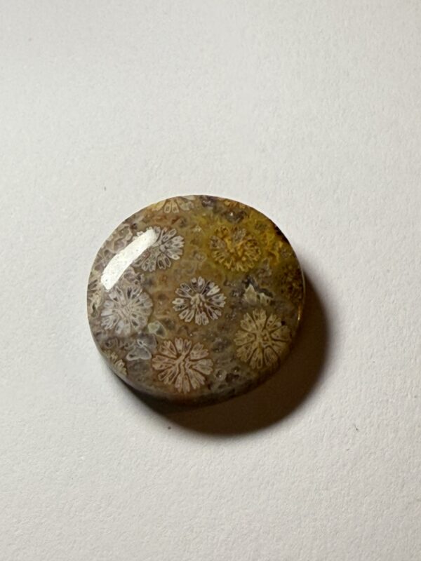 Fossil Coral (368)