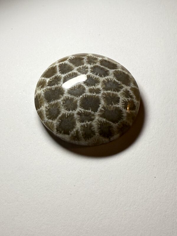 Fossil Coral (394)