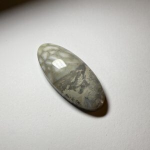 Fossil Coral (395)