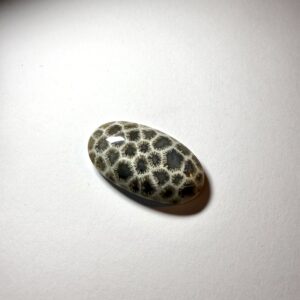 Fossil Coral (399)