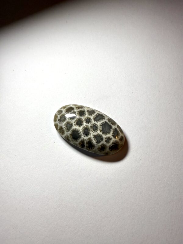 Fossil Coral (399)
