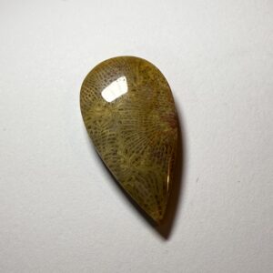 Fossil Coral (408)