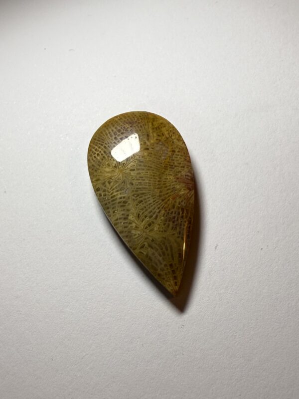 Fossil Coral (408)