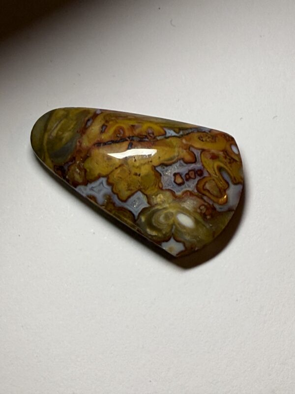 Fossil Coral (410)