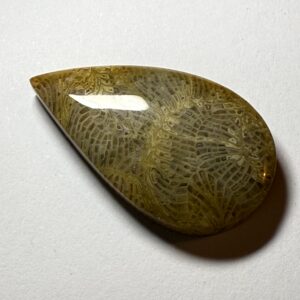 Fossil Coral (416)