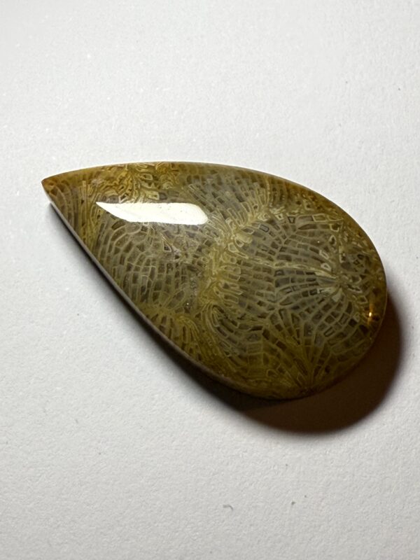 Fossil Coral (416)