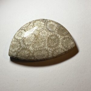Fossil Coral (958)