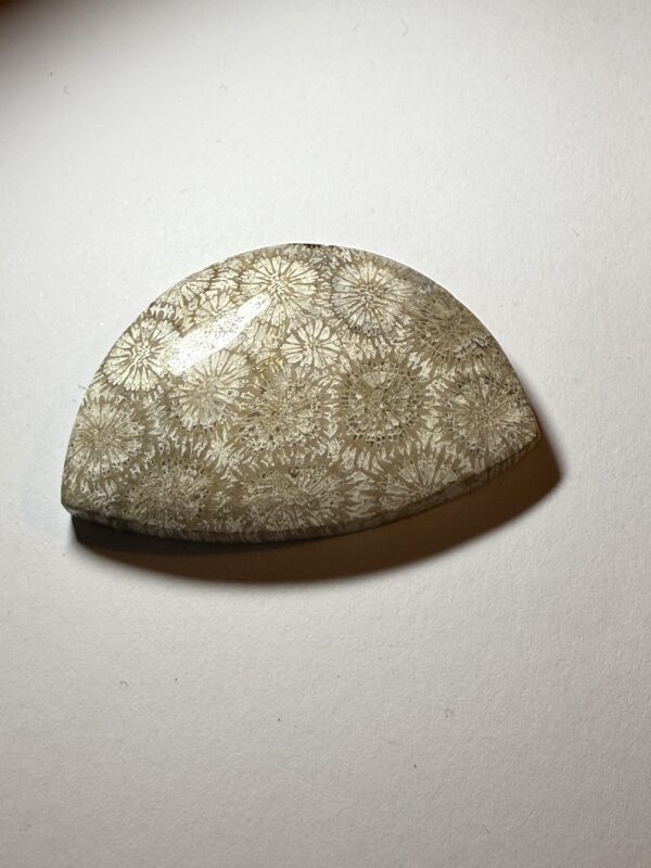 Fossil Coral (958)