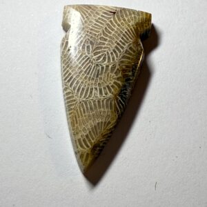 Fossil Coral (960)