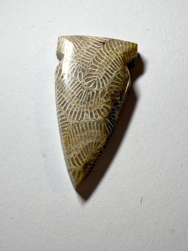 Fossil Coral (960)