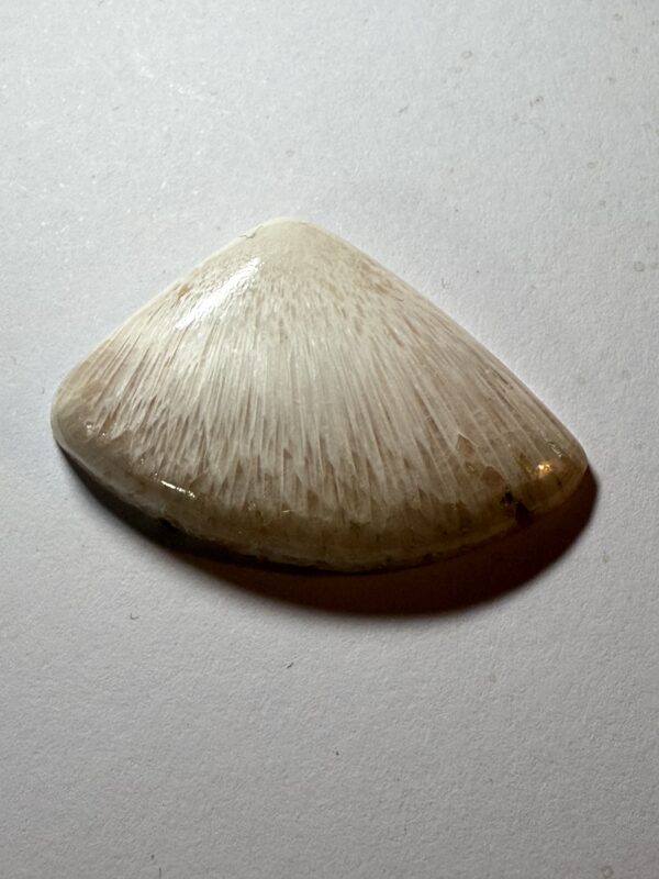 Scolecite (953)