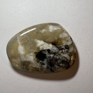 Tampa Bay Agatized Coral (291)