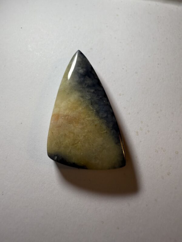 Tampa Bay Fossil Coral (306)