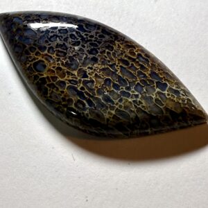 Tri-colored Dino bone (348)