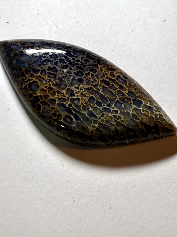 Tri-colored Dino bone (348)