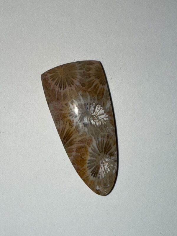 Old Stock Coral Shield (147)